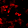 發展活體細胞品系追蹤的三色飛秒雷射光源 Photo 01
